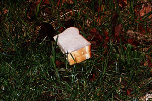 Thumbnail of sandwich